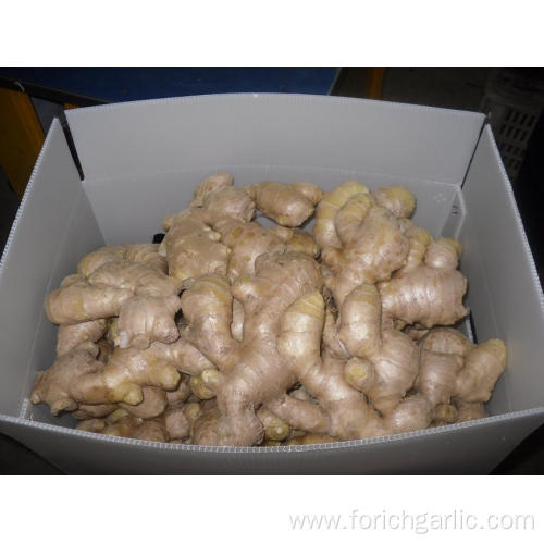 Good Quality Air-dried Ginger In Competitive Price